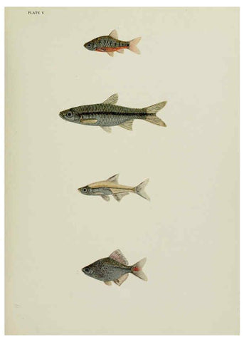 Reproducción/Reproduction 6260019257: The fresh-water fishes of China New York :American Museum of Natural History,1943