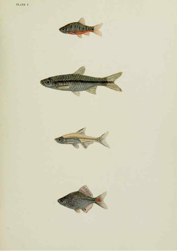 Reproducción/Reproduction 6260019257: The fresh-water fishes of China New York :American Museum of Natural History,1943