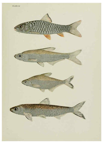 Reproducción/Reproduction 6260544652: The fresh-water fishes of China New York :American Museum of Natural History,1943