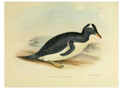 Reproducción/Reproduction 6257857641: The zoology of the voyage of the H.M.S. Erebus & Terror. v.1. London,E. W. Janson,1844-1875