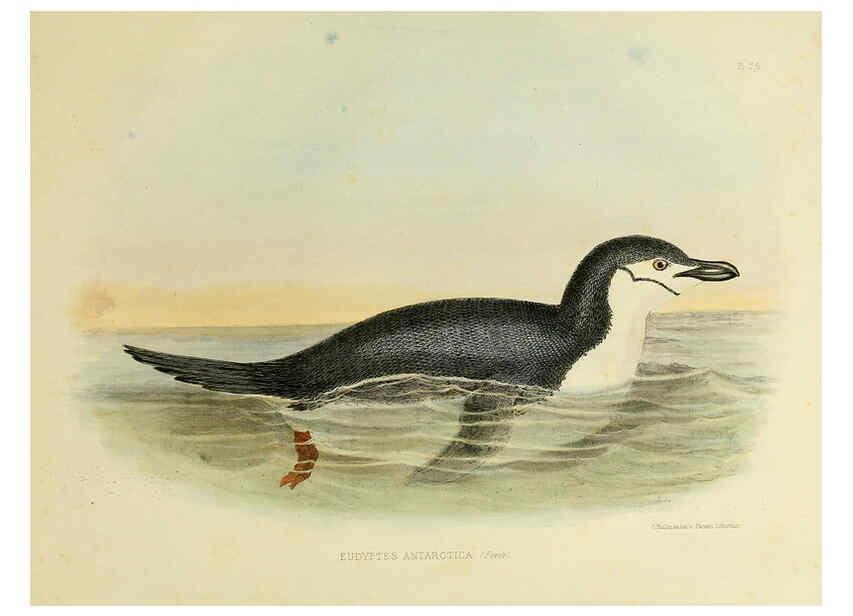 Reproducción/Reproduction 6258383946: The zoology of the voyage of the H.M.S. Erebus & Terror. v.1. London,E. W. Janson,1844-1875