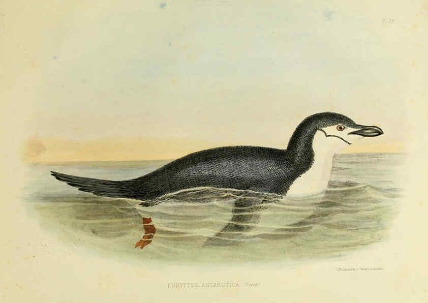 Reproducción/Reproduction 6258383946: The zoology of the voyage of the H.M.S. Erebus & Terror. v.1. London,E. W. Janson,1844-1875