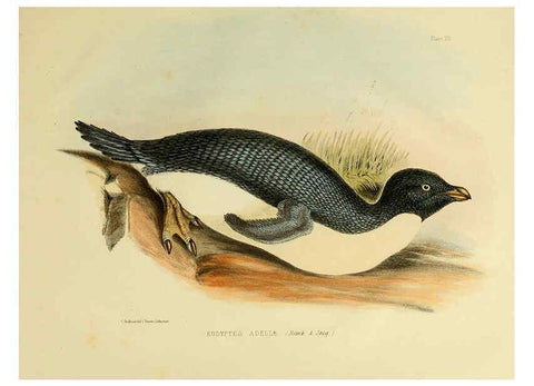 Reproducción/Reproduction 6257858311: The zoology of the voyage of the H.M.S. Erebus & Terror. v.1. London,E. W. Janson,1844-1875