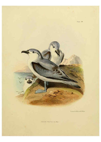 Reproducción/Reproduction 6258384612: The zoology of the voyage of the H.M.S. Erebus & Terror. v.1. London,E. W. Janson,1844-1875