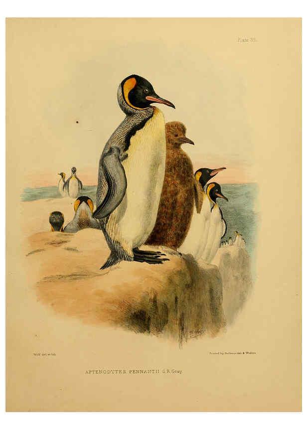 Reproducción/Reproduction 6257859557: The zoology of the voyage of the H.M.S. Erebus & Terror. v.1. London,E. W. Janson,1844-1875