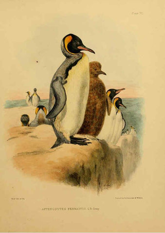 Reproducción/Reproduction 6257859557: The zoology of the voyage of the H.M.S. Erebus & Terror. v.1. London,E. W. Janson,1844-1875