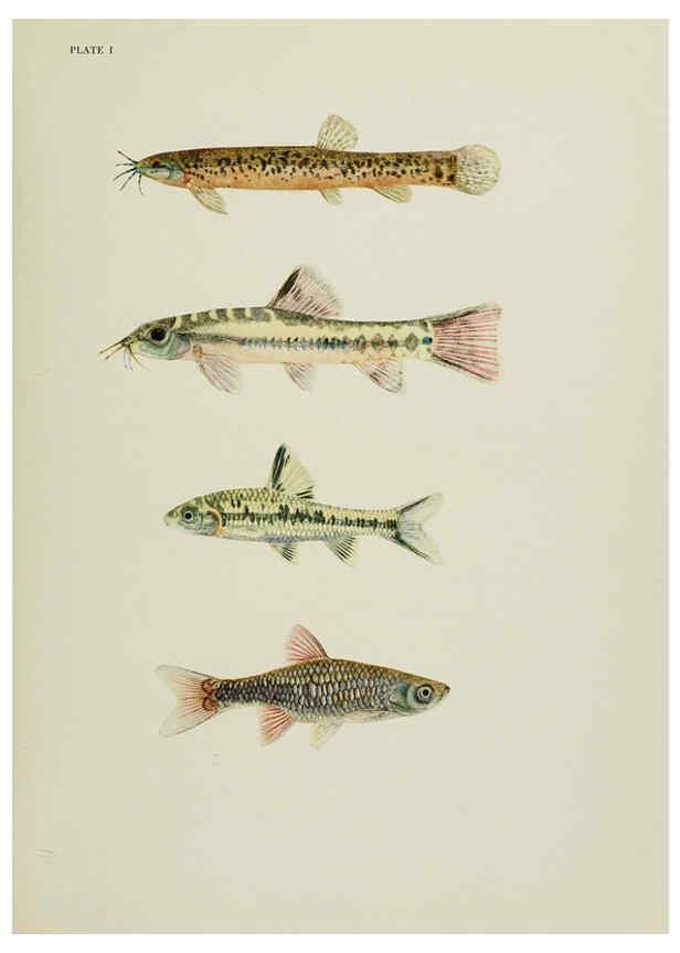 Reproducción/Reproduction 6260544116: The fresh-water fishes of China New York :American Museum of Natural History,1943