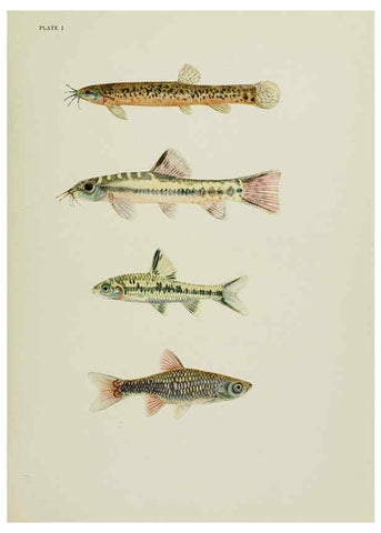 Reproducción/Reproduction 6260544116: The fresh-water fishes of China New York :American Museum of Natural History,1943