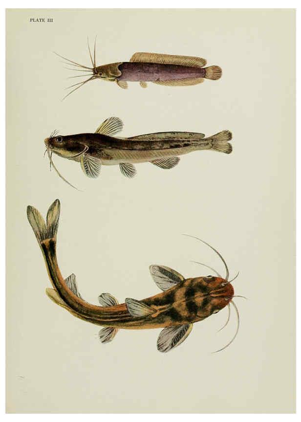 Reproducción/Reproduction 6260544462: The fresh-water fishes of China New York :American Museum of Natural History,1943