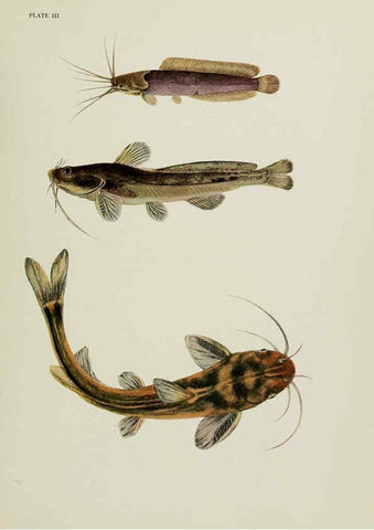 Reproducción/Reproduction 6260544462: The fresh-water fishes of China New York :American Museum of Natural History,1943