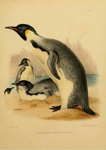 Reproducción/Reproduction 6258385138: The zoology of the voyage of the H.M.S. Erebus & Terror. v.1. London,E. W. Janson,1844-1875