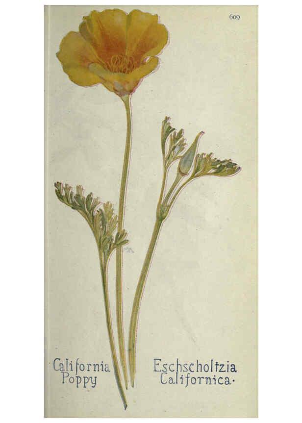 Reproducción/Reproduction 6260045235: Field book of western wild flowers London,C. [sic] P. Putnam's Sons,1915