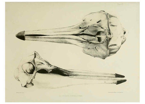 Reproducción/Reproduction 6258372886: The zoology of the voyage of the H.M.S. Erebus & Terror. v.1. London,E. W. Janson,1844-1875