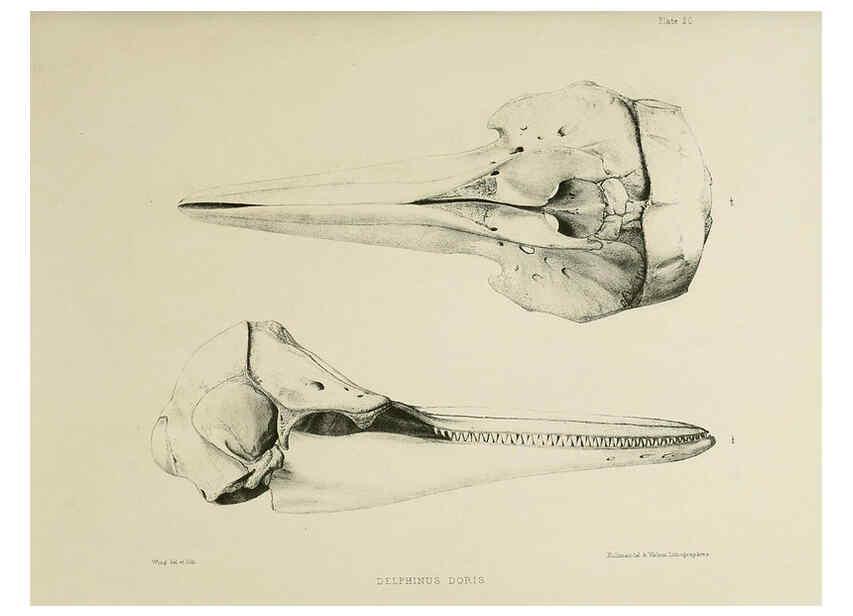 Reproducción/Reproduction 6257846399: The zoology of the voyage of the H.M.S. Erebus & Terror. v.1. London,E. W. Janson,1844-1875