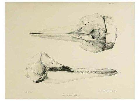 Reproducción/Reproduction 6257846399: The zoology of the voyage of the H.M.S. Erebus & Terror. v.1. London,E. W. Janson,1844-1875