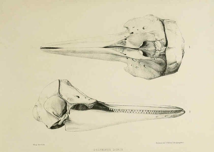 Reproducción/Reproduction 6257846399: The zoology of the voyage of the H.M.S. Erebus & Terror. v.1. London,E. W. Janson,1844-1875