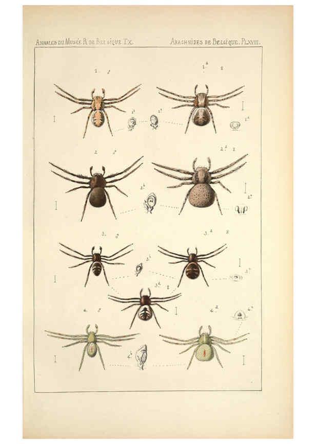 Reproducción/Reproduction 6258277580: Les arachnides de Belgique. ptie. 1; plates 1 Bruxelles :F. Hayez,1882-96