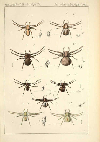 Reproducción/Reproduction 6258277580: Les arachnides de Belgique. ptie. 1; plates 1 Bruxelles :F. Hayez,1882-96