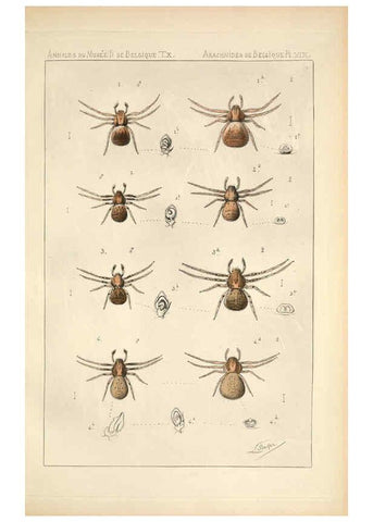 Reproducción/Reproduction 6258277838: Les arachnides de Belgique. ptie. 1; plates 1 Bruxelles :F. Hayez,1882-96