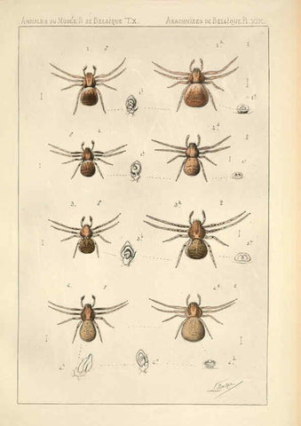 Reproducción/Reproduction 6258277838: Les arachnides de Belgique. ptie. 1; plates 1 Bruxelles :F. Hayez,1882-96