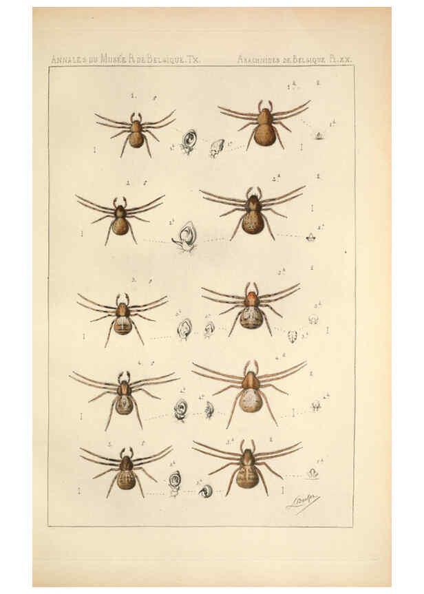 Reproducción/Reproduction 6258278232: Les arachnides de Belgique. ptie. 1; plates 1 Bruxelles :F. Hayez,1882-96