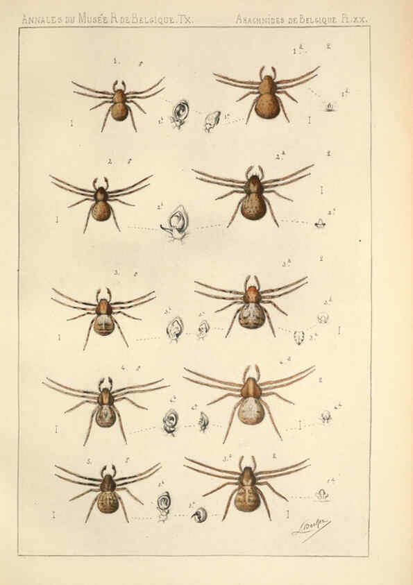 Reproducción/Reproduction 6258278232: Les arachnides de Belgique. ptie. 1; plates 1 Bruxelles :F. Hayez,1882-96