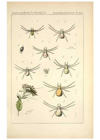 Reproducción/Reproduction 6257752431: Les arachnides de Belgique. ptie. 1; plates 1 Bruxelles :F. Hayez,1882-96