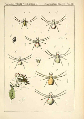 Reproducción/Reproduction 6257752431: Les arachnides de Belgique. ptie. 1; plates 1 Bruxelles :F. Hayez,1882-96