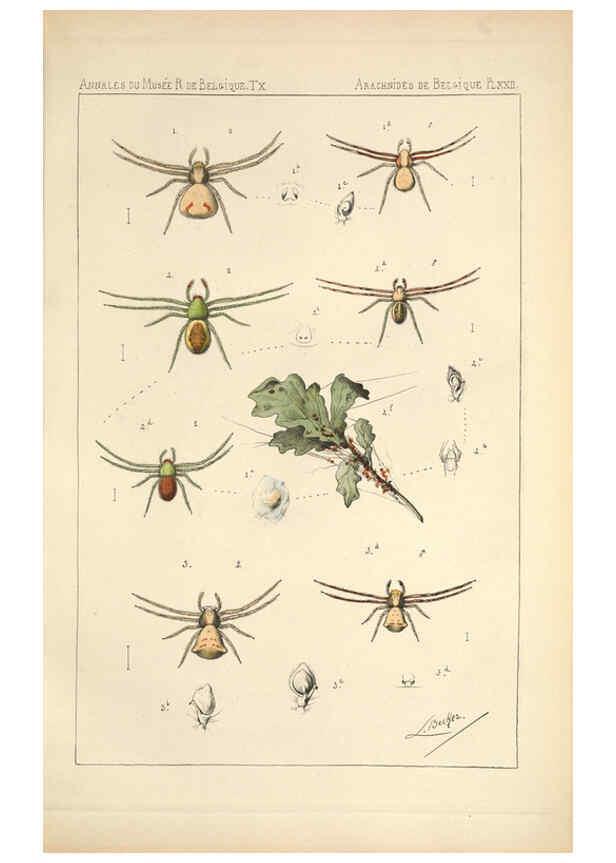 Reproducción/Reproduction 6257752671: Les arachnides de Belgique. ptie. 1; plates 1 Bruxelles :F. Hayez,1882-96