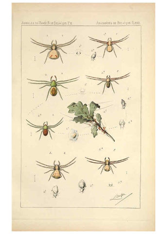 Reproducción/Reproduction 6257752671: Les arachnides de Belgique. ptie. 1; plates 1 Bruxelles :F. Hayez,1882-96