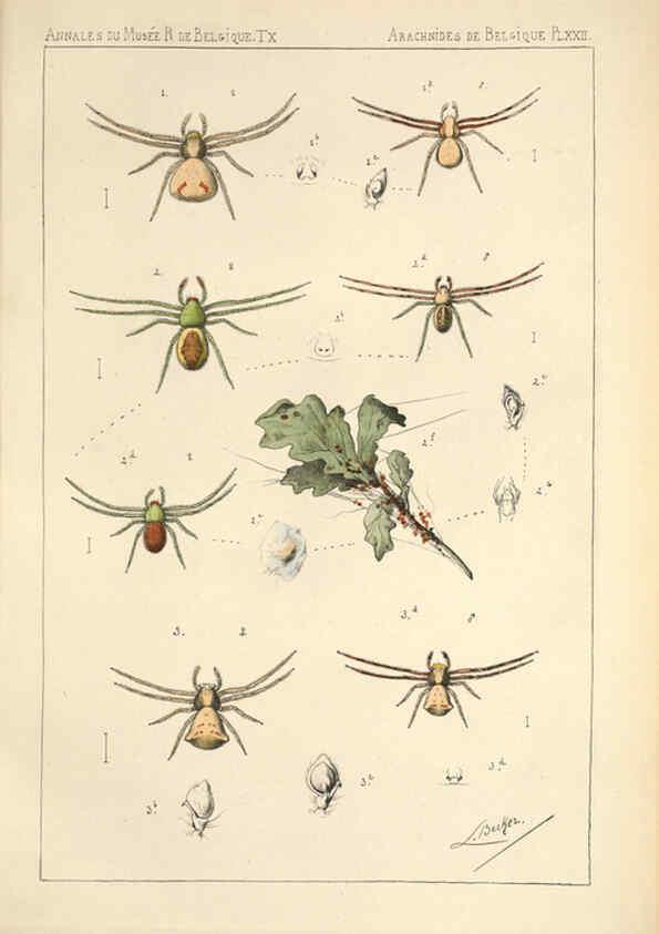 Reproducción/Reproduction 6257752671: Les arachnides de Belgique. ptie. 1; plates 1 Bruxelles :F. Hayez,1882-96