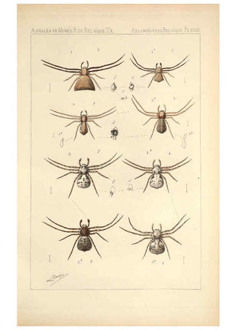 Reproducción/Reproduction 6258279084: Les arachnides de Belgique. ptie. 1; plates 1 Bruxelles :F. Hayez,1882-96