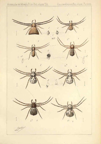 Reproducción/Reproduction 6258279084: Les arachnides de Belgique. ptie. 1; plates 1 Bruxelles :F. Hayez,1882-96