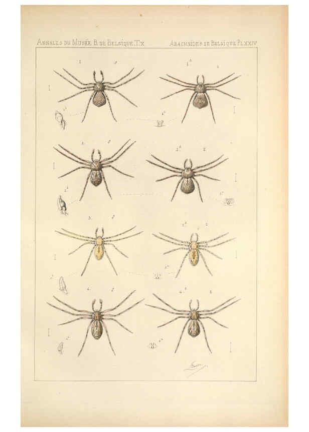 Reproducción/Reproduction 6258279394: Les arachnides de Belgique. ptie. 1; plates 1 Bruxelles :F. Hayez,1882-96