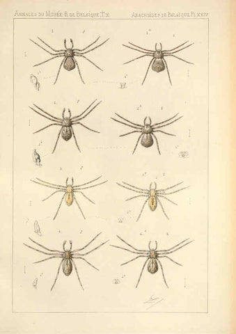 Reproducción/Reproduction 6258279394: Les arachnides de Belgique. ptie. 1; plates 1 Bruxelles :F. Hayez,1882-96