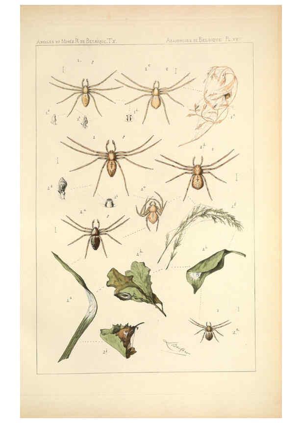 Reproducción/Reproduction 6257753417: Les arachnides de Belgique. ptie. 1; plates 1 Bruxelles :F. Hayez,1882-96