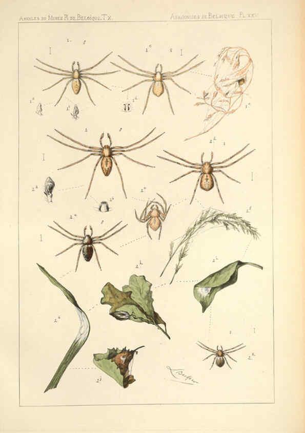 Reproducción/Reproduction 6257753417: Les arachnides de Belgique. ptie. 1; plates 1 Bruxelles :F. Hayez,1882-96