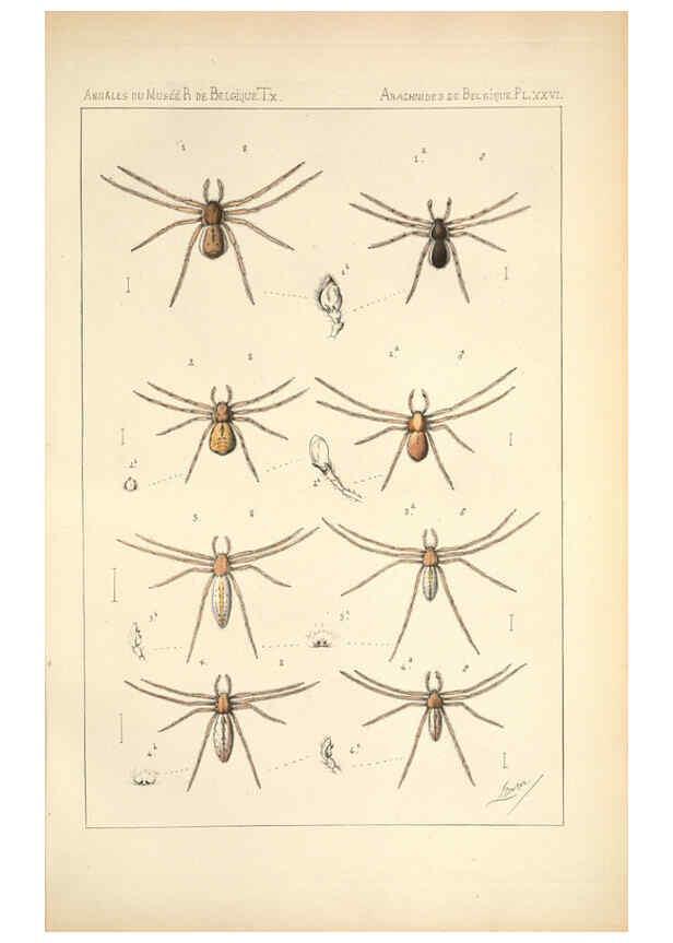 Reproducción/Reproduction 6258279864: Les arachnides de Belgique. ptie. 1; plates 1 Bruxelles :F. Hayez,1882-96