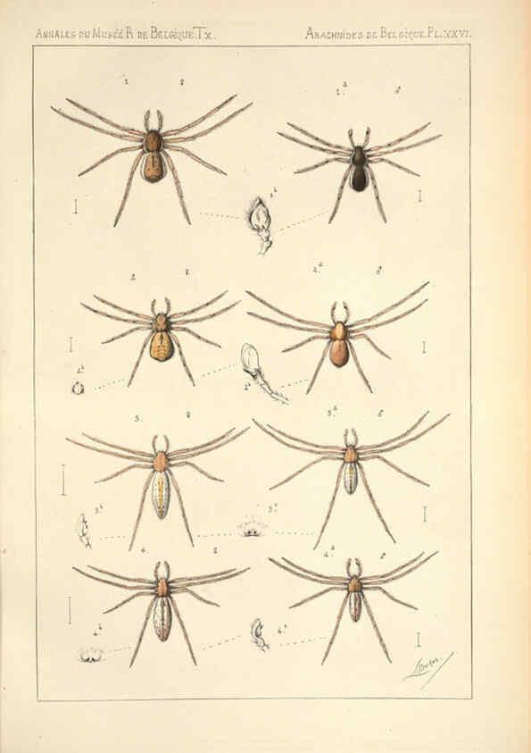 Reproducción/Reproduction 6258279864: Les arachnides de Belgique. ptie. 1; plates 1 Bruxelles :F. Hayez,1882-96