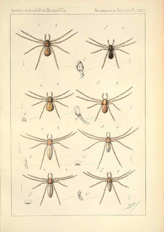 Reproducción/Reproduction 6258279864: Les arachnides de Belgique. ptie. 1; plates 1 Bruxelles :F. Hayez,1882-96