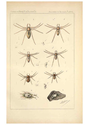 Reproducción/Reproduction 6258280066: Les arachnides de Belgique. ptie. 1; plates 1 Bruxelles :F. Hayez,1882-96