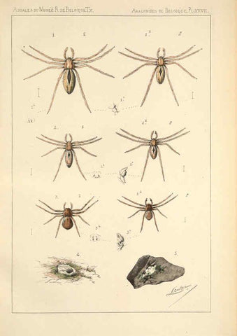 Reproducción/Reproduction 6258280066: Les arachnides de Belgique. ptie. 1; plates 1 Bruxelles :F. Hayez,1882-96