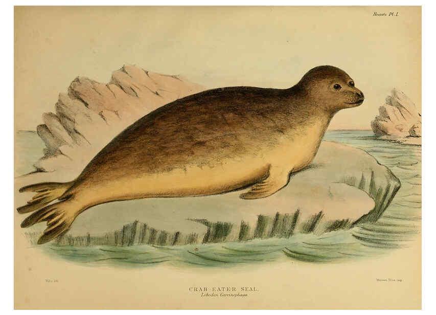 Reproducción/Reproduction 6258360930: The zoology of the voyage of the H.M.S. Erebus & Terror. v.1. London,E. W. Janson,1844-1875