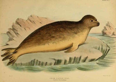 Reproducción/Reproduction 6258360930: The zoology of the voyage of the H.M.S. Erebus & Terror. v.1. London,E. W. Janson,1844-1875