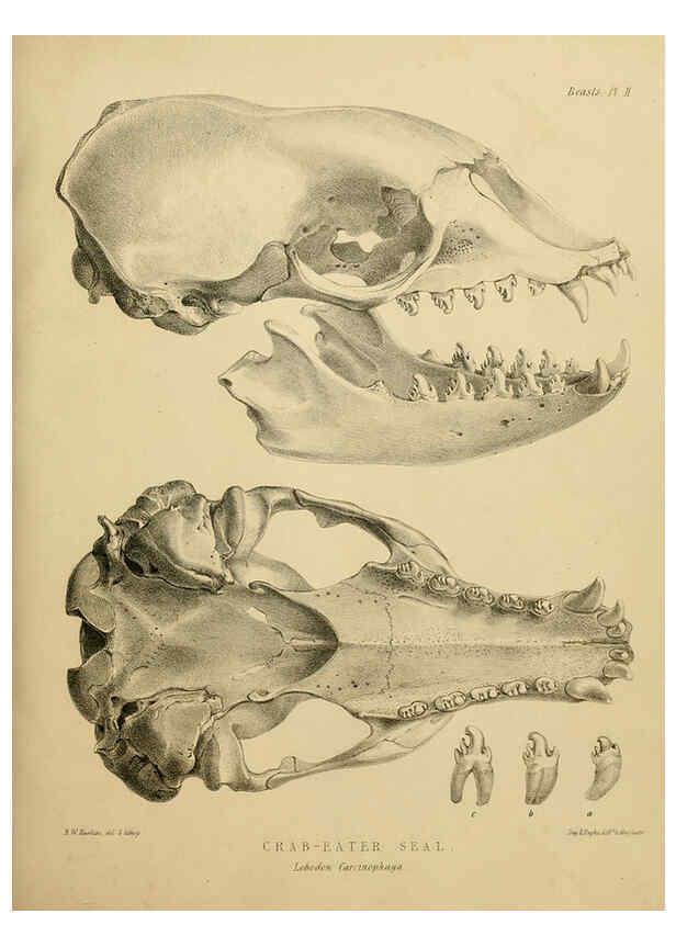 Reproducción/Reproduction 6257835423: The zoology of the voyage of the H.M.S. Erebus & Terror. v.1. London,E. W. Janson,1844-1875