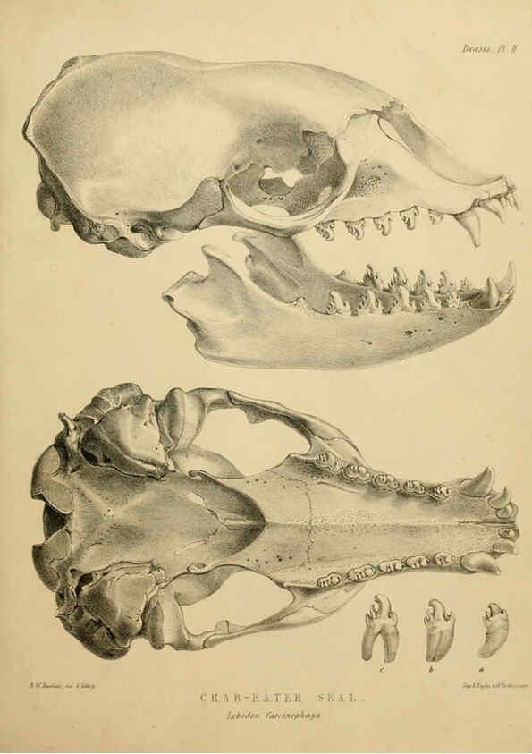 Reproducción/Reproduction 6257835423: The zoology of the voyage of the H.M.S. Erebus & Terror. v.1. London,E. W. Janson,1844-1875