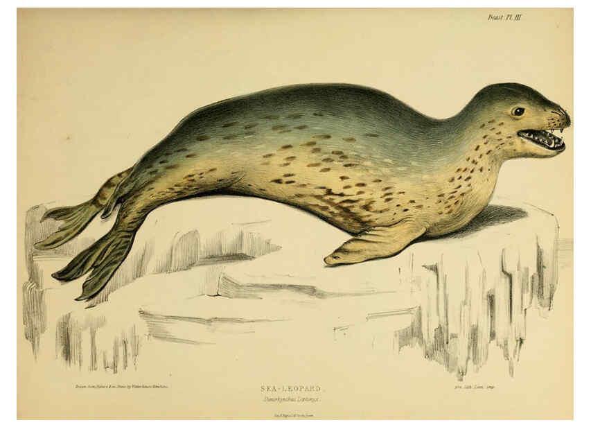 Reproducción/Reproduction 6257835609: The zoology of the voyage of the H.M.S. Erebus & Terror. v.1. London,E. W. Janson,1844-1875