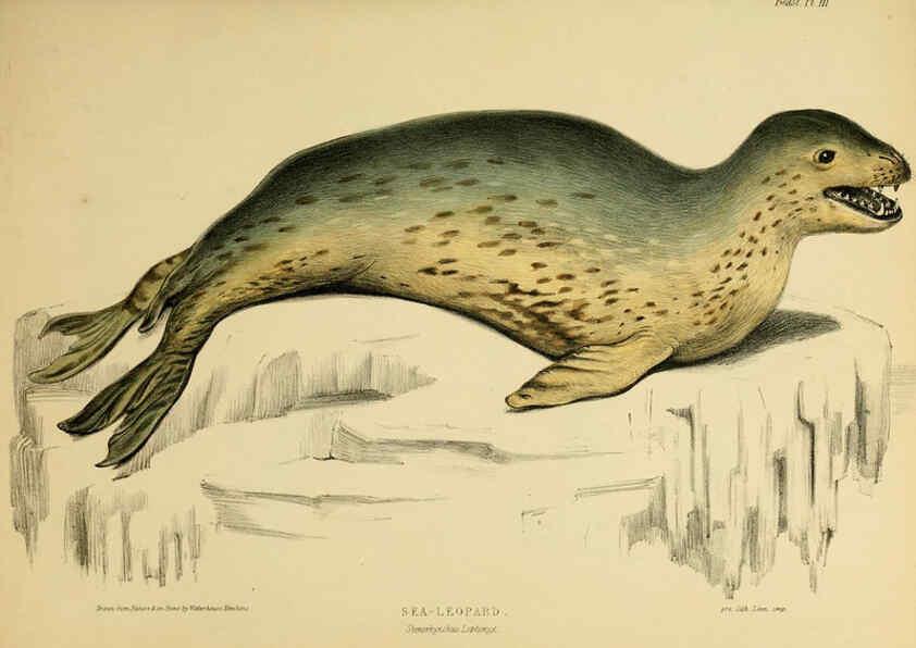 Reproducción/Reproduction 6257835609: The zoology of the voyage of the H.M.S. Erebus & Terror. v.1. London,E. W. Janson,1844-1875