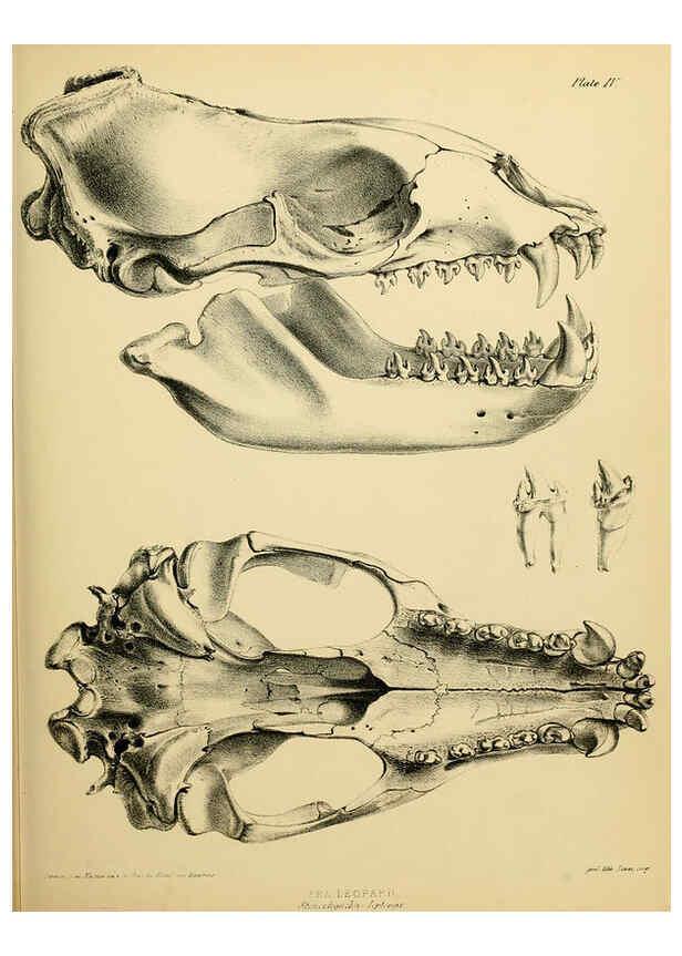 Reproducción/Reproduction 6258361712: The zoology of the voyage of the H.M.S. Erebus & Terror. v.1. London,E. W. Janson,1844-1875