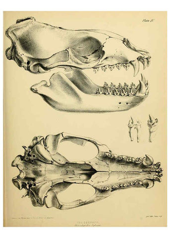 Reproducción/Reproduction 6258361712: The zoology of the voyage of the H.M.S. Erebus & Terror. v.1. London,E. W. Janson,1844-1875